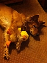 Chewie-DuckyCuddles (1)